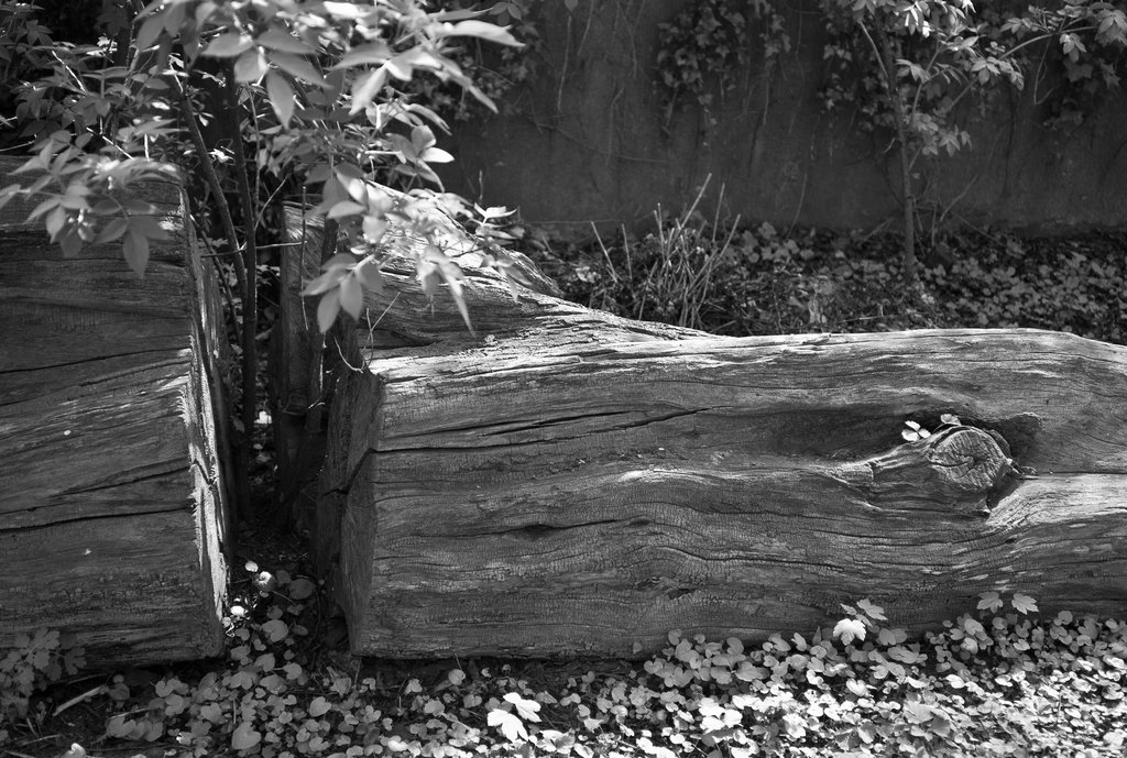 alter Baum Nähe Zwinger