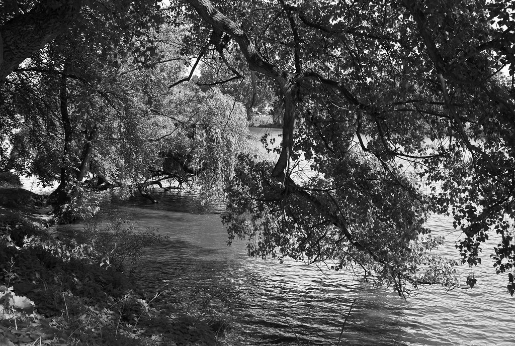 Baum am Aasee