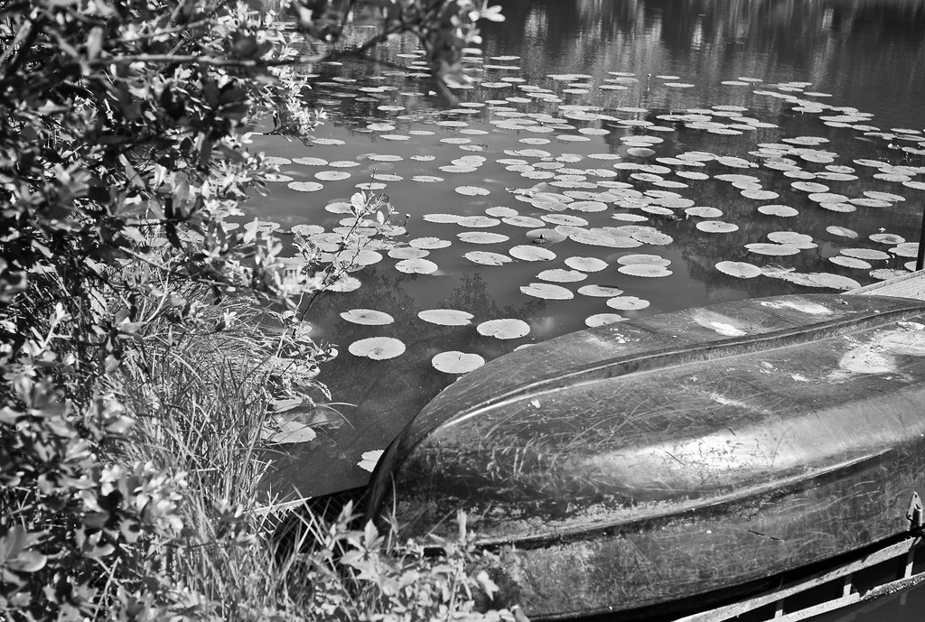 See im Botanischen Garten